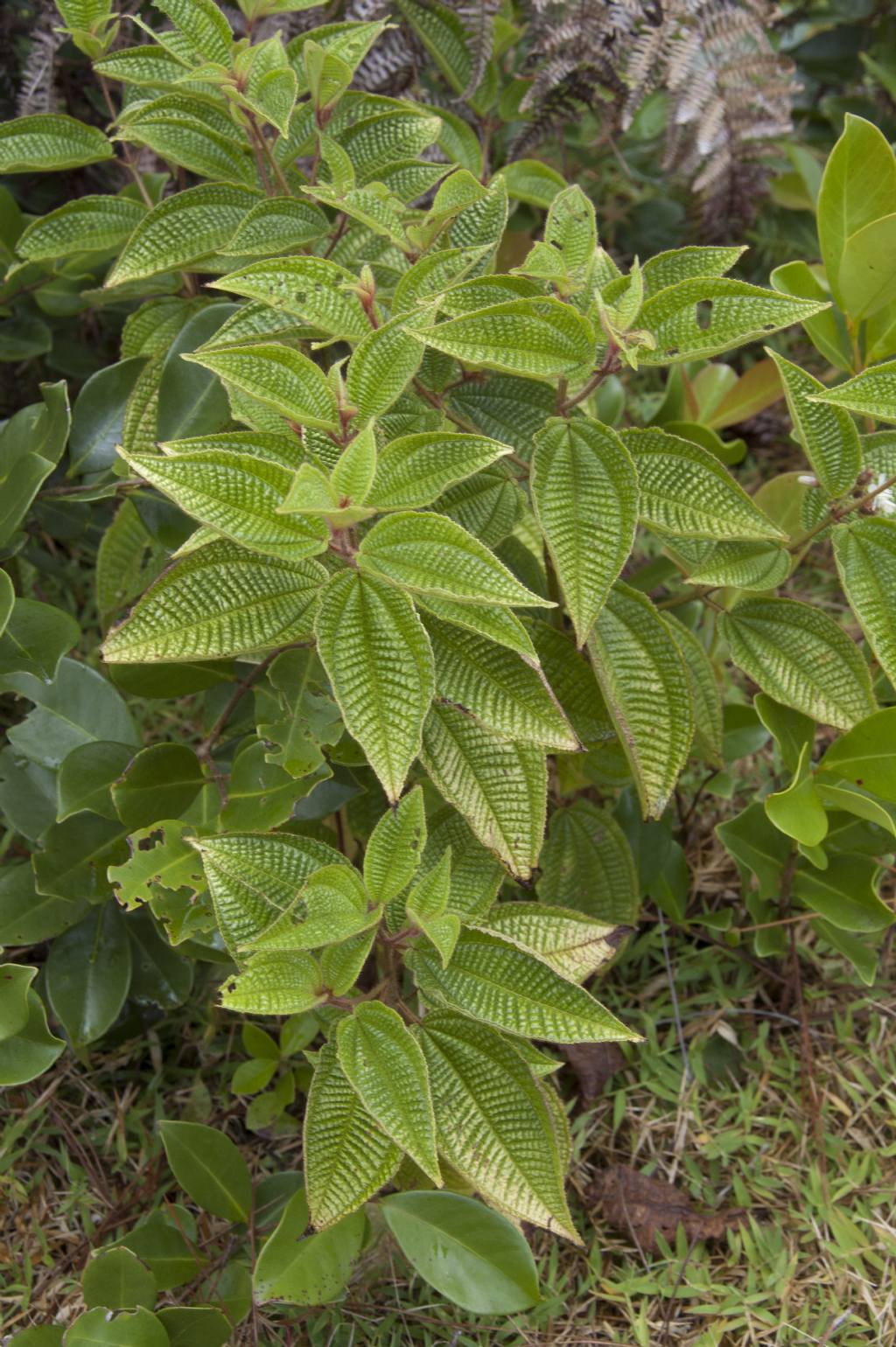 Clidemia hirta   (Melastomataceae)  -  Mauritius